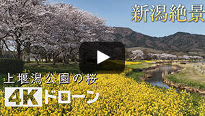 上堰潟公園の桜
