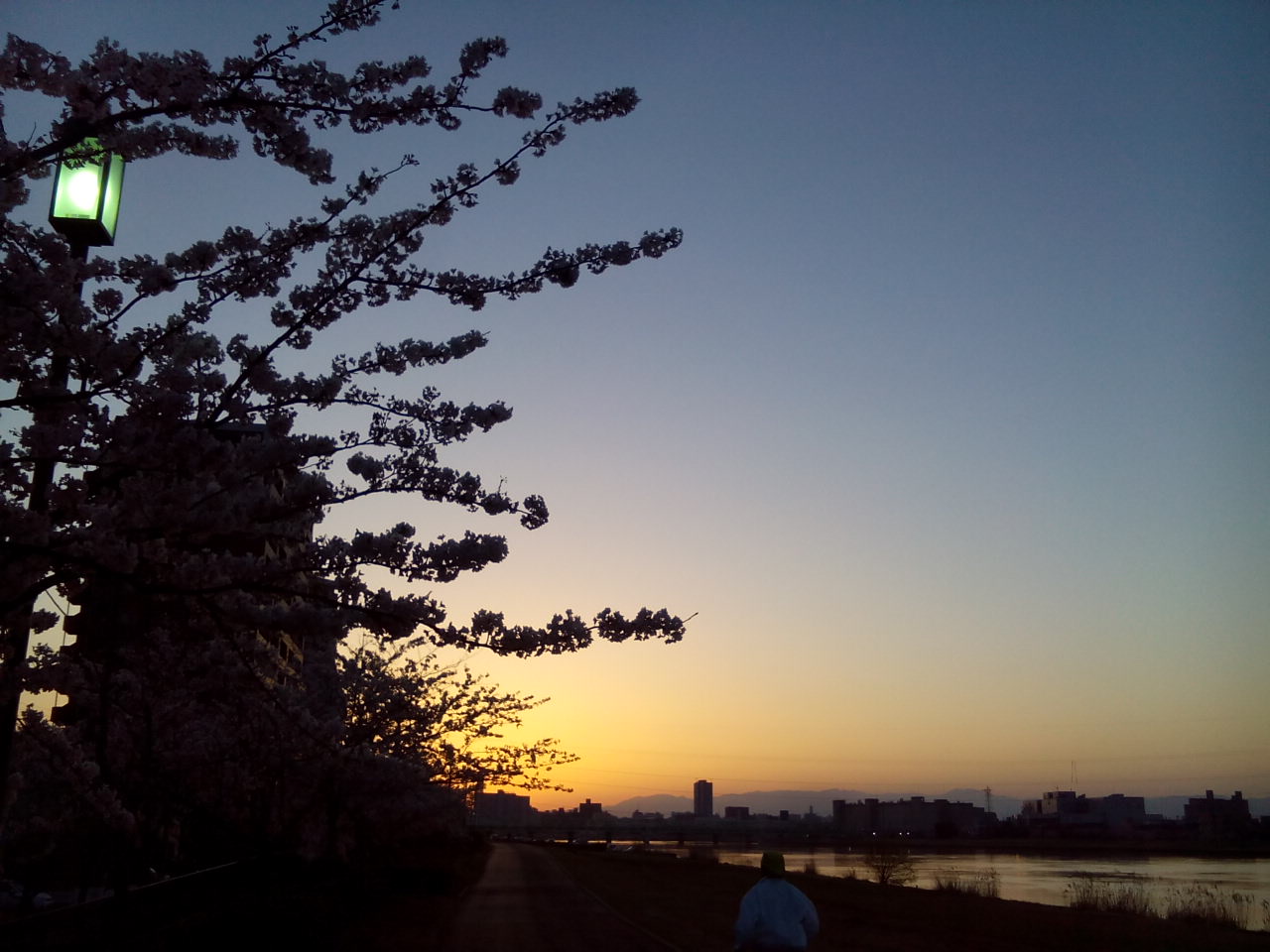 坂部友宏「満開の桜は朝もいい」