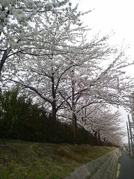 20130416-obi2.JPG