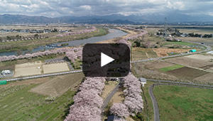 2020年4月25日　加治川堤の桜