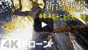 黄葉 赤谷十二社の大ケヤキ