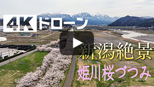 姫川桜づつみ