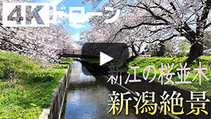 新江の桜並木